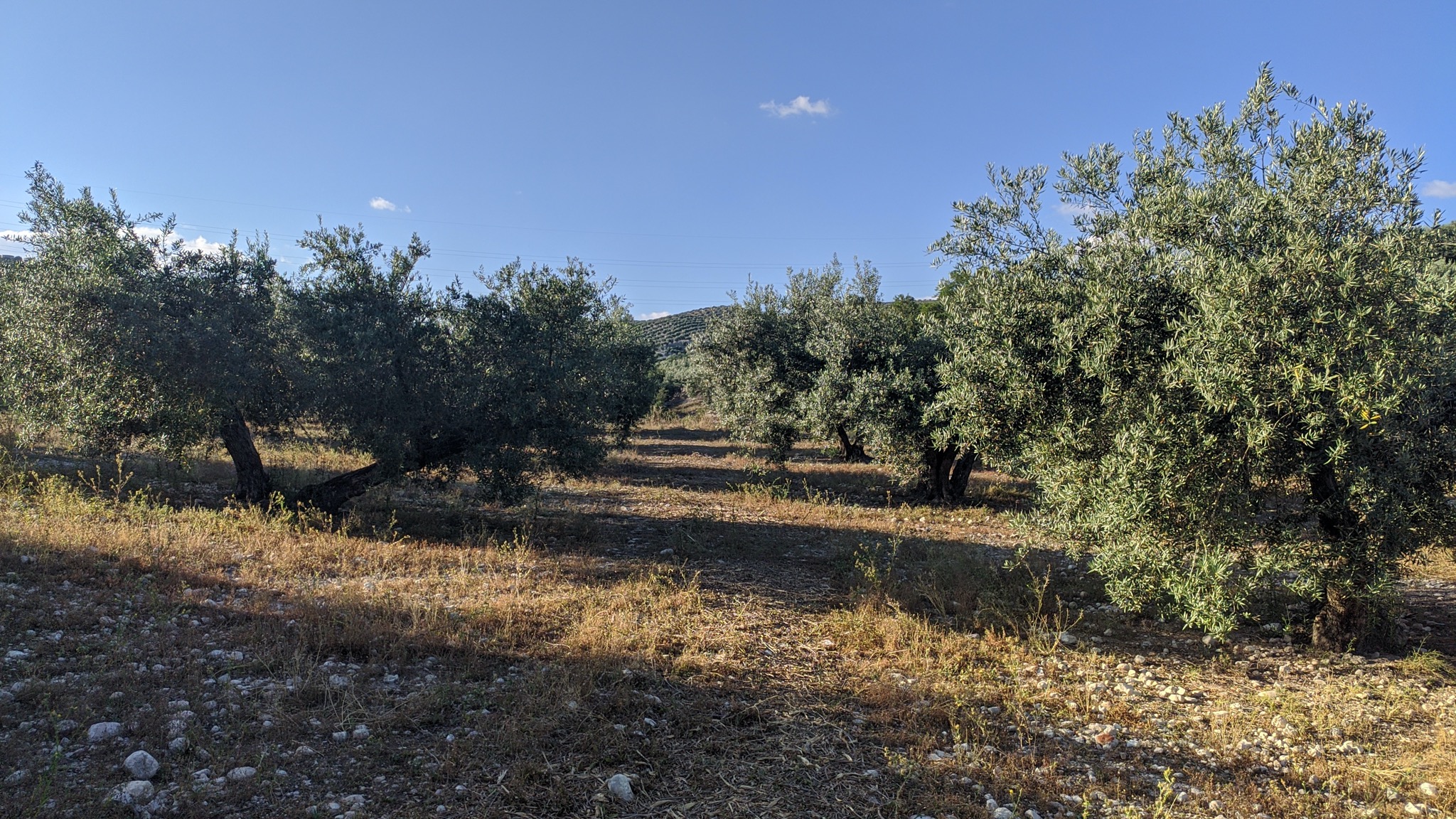 imagen 1 de Finca olivar Valderrubio