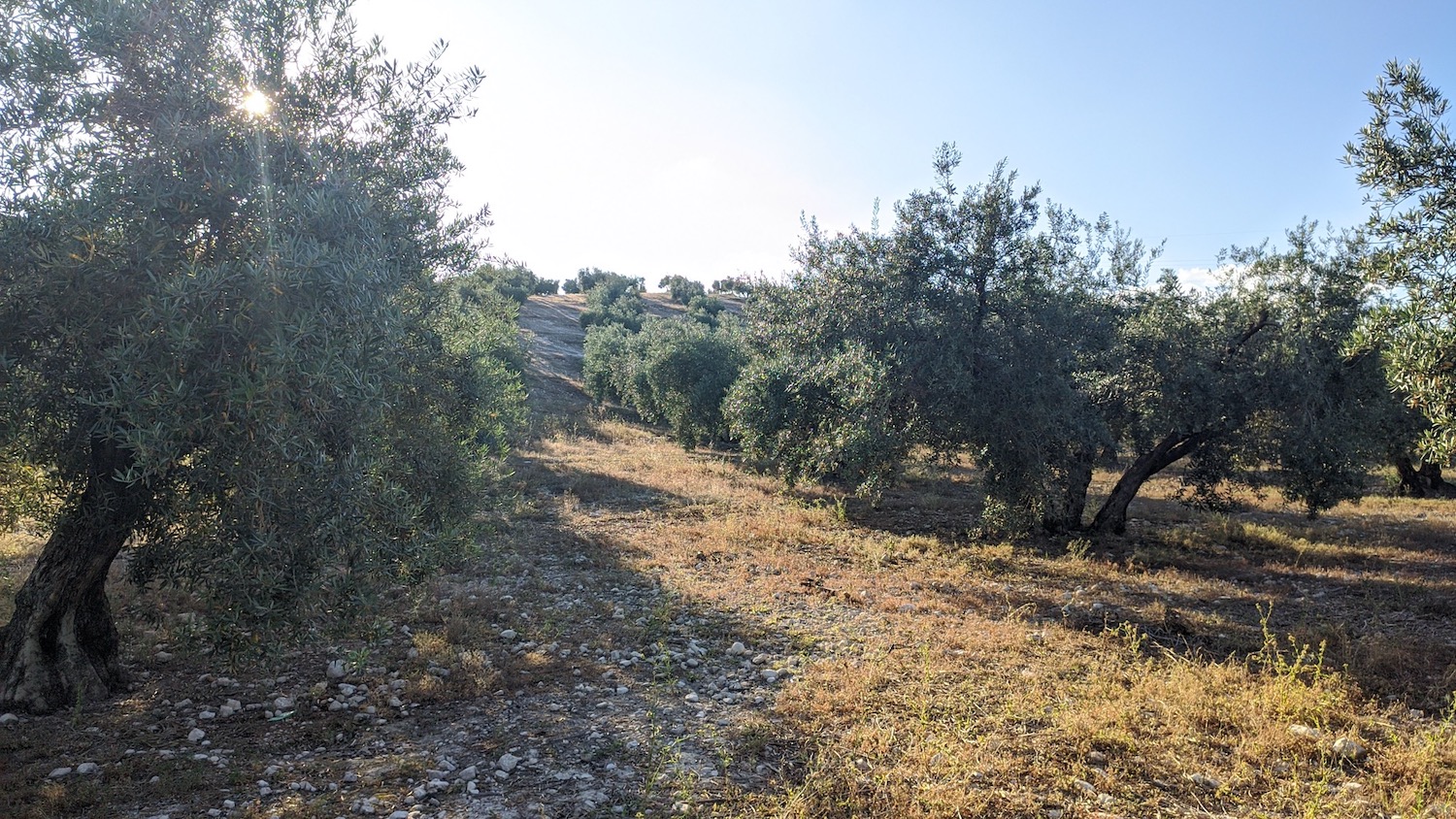 imagen 2 de Finca olivar Valderrubio