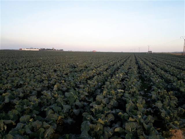 imagen 1 de Venta de terreno en Mengabril (BADAJOZ)