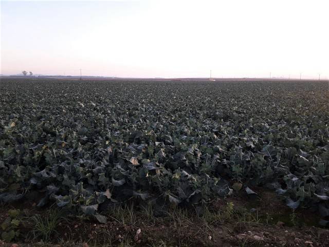 imagen 1 de Venta de terreno en Mengabril (BADAJOZ)