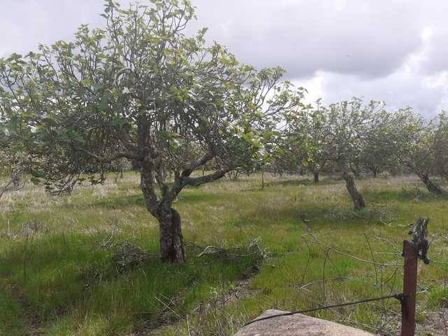 imagen 1 de Venta de fincas en Salvatierra De Los Barros