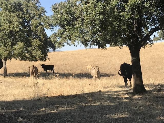 imagen 4 de Venta de Finca en Helechosa De Los Montes