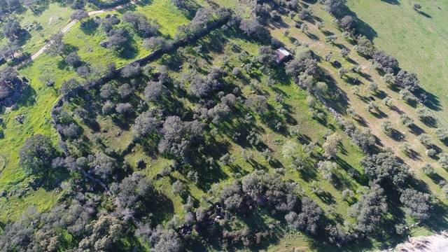 imagen 1 de Venta de olivar en Valencia Del Ventoso (Badajoz)