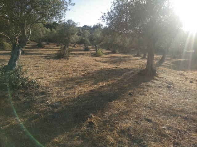 imagen 1 de Venta de parcela rústica en Alburquerque (Badajoz)