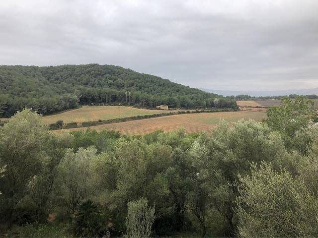 imagen 1 de Venta de olivar y bosque en Felanich (Mallorca)