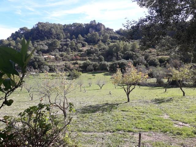imagen 1 de Venta de finca con caseta en Mancor del Valle (Mallorca)