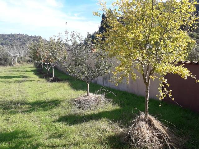 imagen 1 de Venta de finca con caseta en Mancor del Valle (Mallorca)
