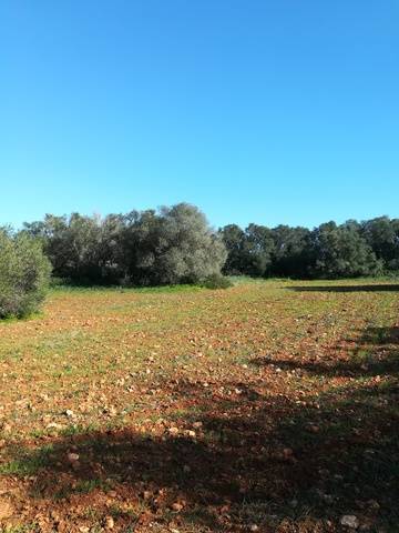 imagen 1 de Venta magnífica finca en Campos (Mallorca)