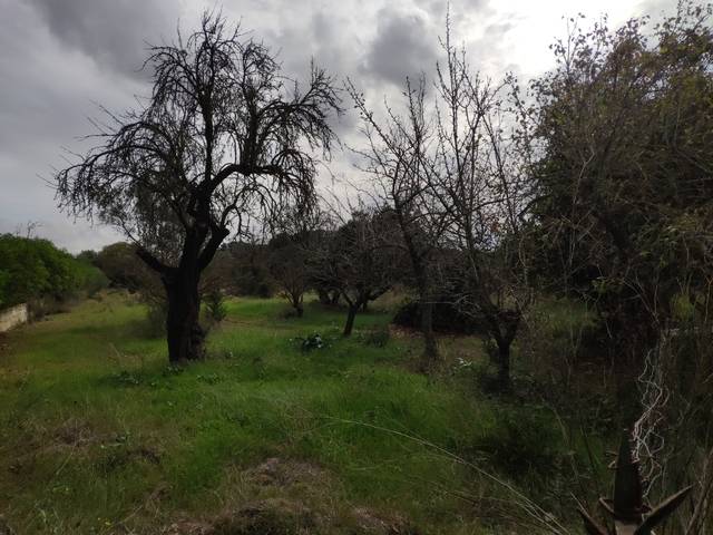 imagen 1 de Venta de parcela en Búger (Mallorca)