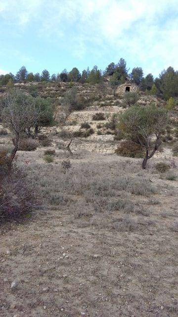 imagen 1 de Venta de olivar con vistas a Monserrat en Manresa (Barcelona)