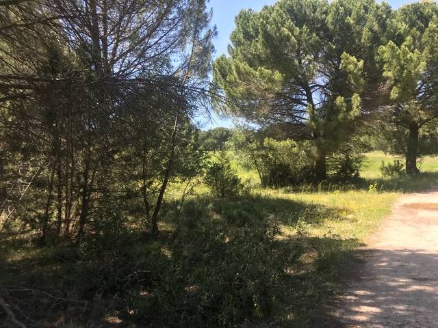 imagen 1 de Venta de pinar en Gumiel de Izán (Burgos)
