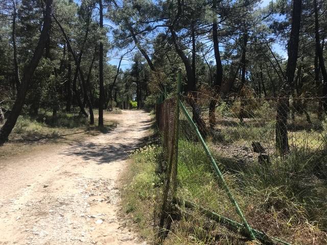 imagen 1 de Venta de pinar en Gumiel de Izán (Burgos)