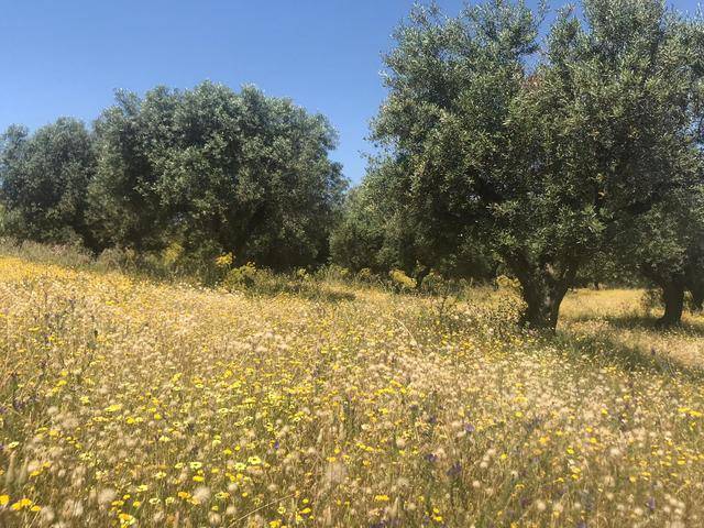 imagen 2 de Venta de fincas en Valencia de Alcántara (Cáceres)