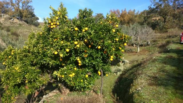 imagen 1 de Venta de finca olivar en Talaveruela de la Vera (Cáceres)