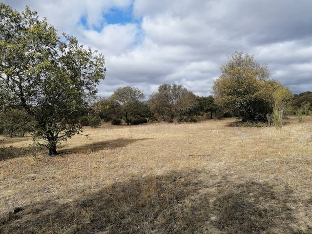 imagen 1 de Venta de preciosa finca en Miajadas (Cáceres)