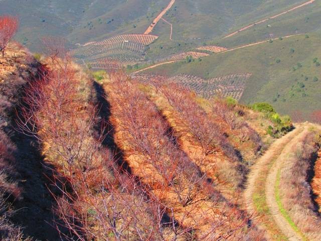 imagen 1 de Venta finca de cerezos en La Pesga (Cáceres)