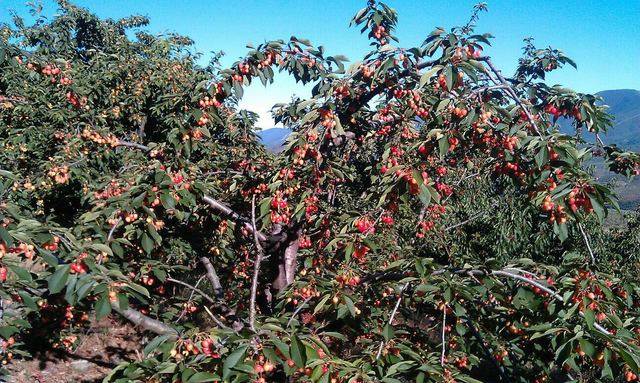 imagen 1 de Venta finca de cerezos en La Pesga (Cáceres)