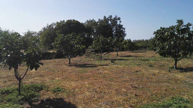 imagen 1 de Venta de  finca de frutales Arroyomolinos de la Vera (Cáceres)