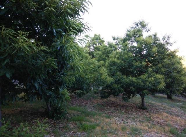 imagen 1 de Venta de parcela de castaños en Piornal (Cáceres)