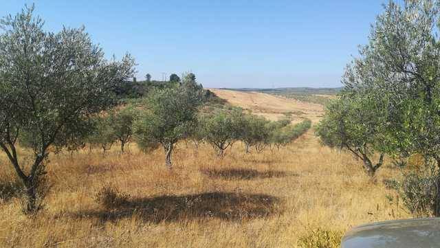 imagen 1 de Venta de finca en Torrecilla de los Ángeles (Cáceres)