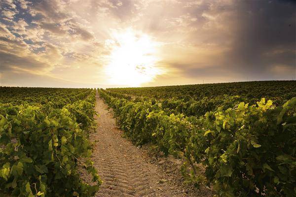 imagen 1 de Venta de viñedo en Sanlúcar de Barrameda (Cádiz)