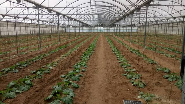 imagen 1 de Venta de finca con invernadero en Chipiona (Cádiz)