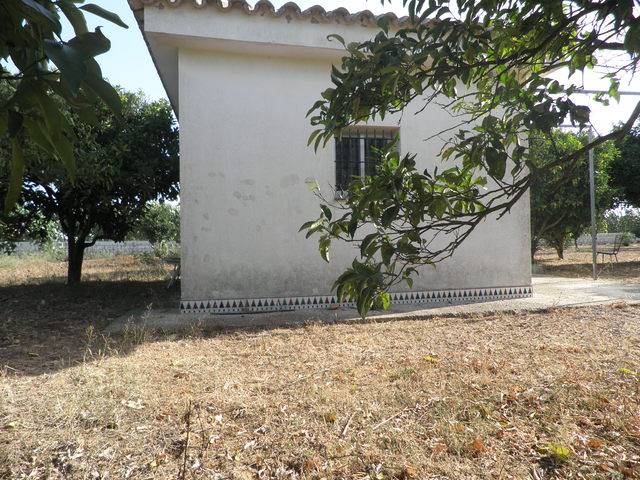 imagen 1 de Venta de parcela de naranjos en Chiclana de la Frontera (Cádiz)