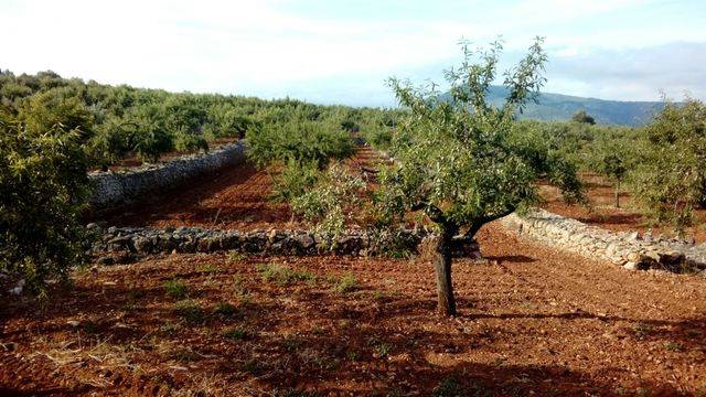 imagen 1 de Venta de finca de almendros en Ribera de Cabanes (Castellón)
