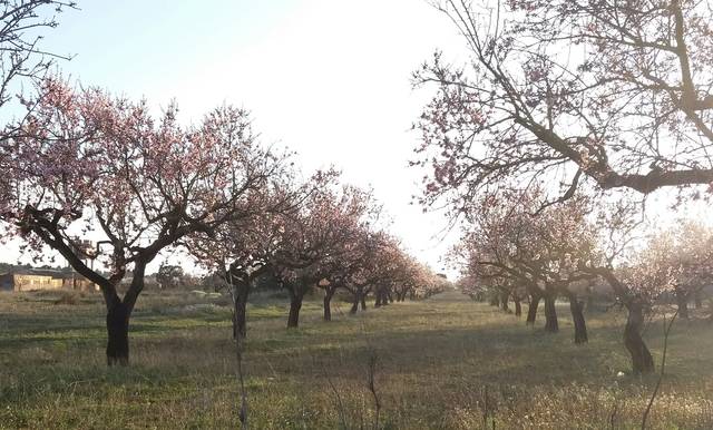 imagen 1 de Venta de finca de almendros en Benlloch (Castellón)