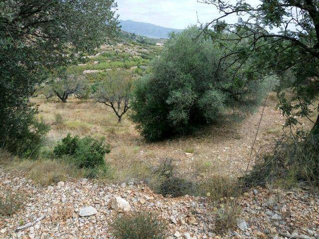 imagen 1 de Venta de finca en Les Useres/Useras (Castellón)