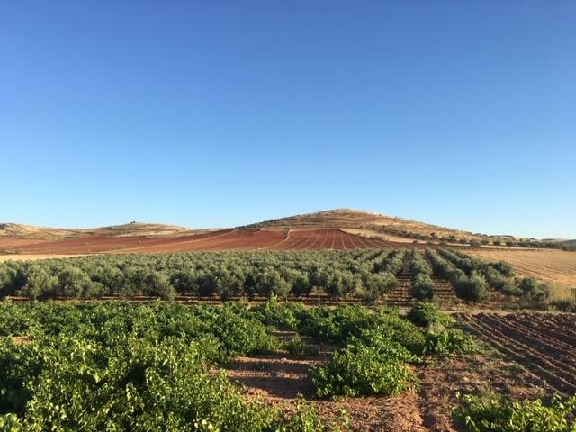imagen 1 de Venta de magnífica finca olivar en Calzada de Calatrava (Ciudad Real)