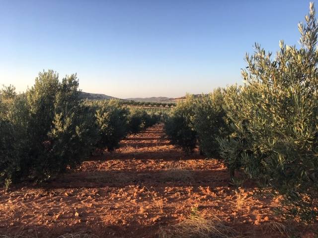 imagen 1 de Venta de magnífica finca olivar en Calzada de Calatrava (Ciudad Real)