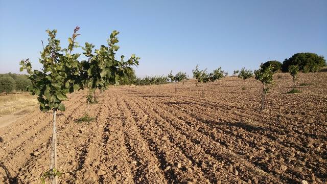 imagen 1 de Venta de finca de pistachos en Manzanares (Ciudad Real)