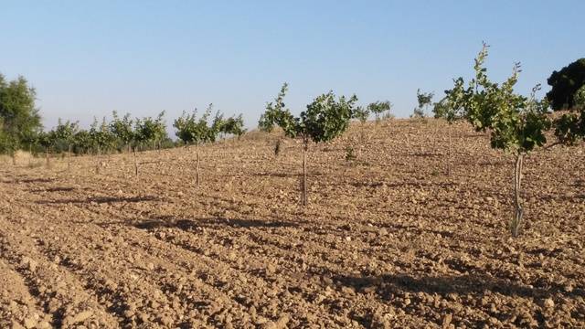 imagen 1 de Venta de finca de pistachos en Manzanares (Ciudad Real)