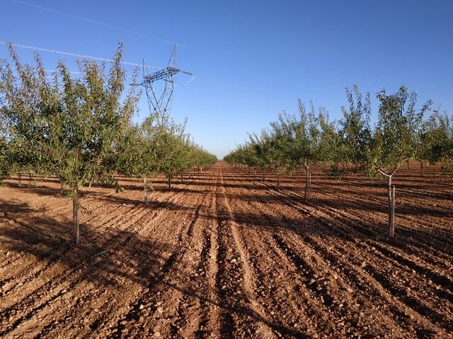 imagen 1 de Venta de finca de almendros en Manzanares (Ciudad Real)