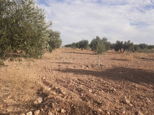 imagen 1 de Venta de olivar en Carrión de Calatrava (Ciudad Real)