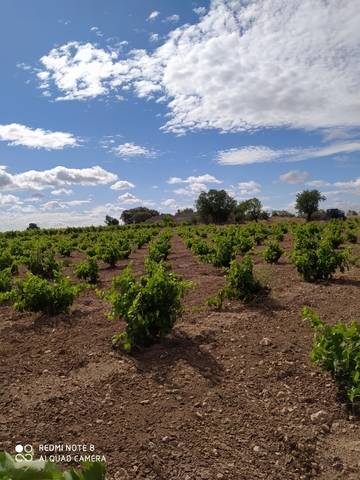 imagen 2 de Venta de viñedo con olivos en Herencia (Ciudad Real)