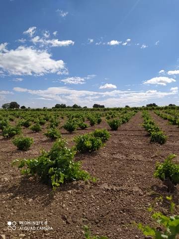 imagen 1 de Venta de viñedo con olivos en Herencia (Ciudad Real)