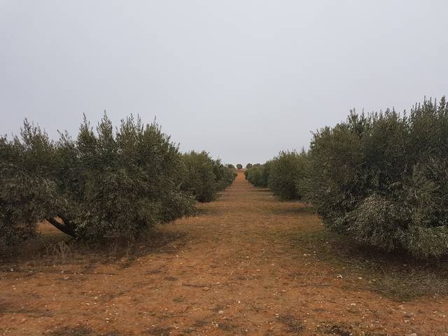 imagen 1 de Venta de finca olivar en Pedro Muñoz (Ciudad Real)