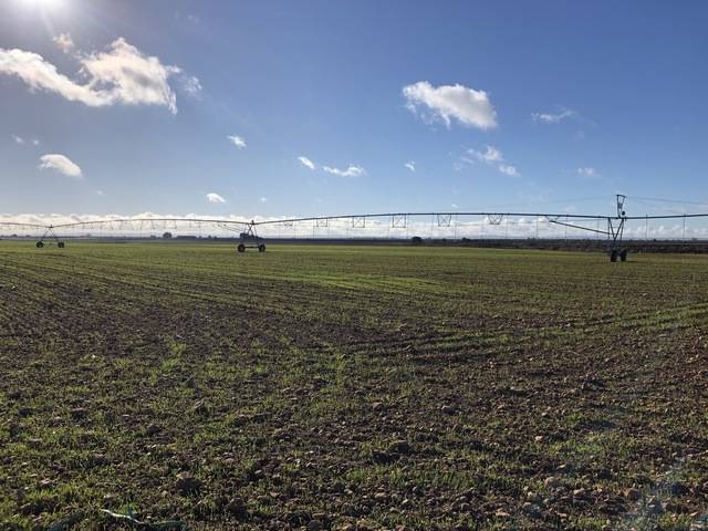 imagen 1 de Venta de finca en Socuéllamos (Ciudad Real)