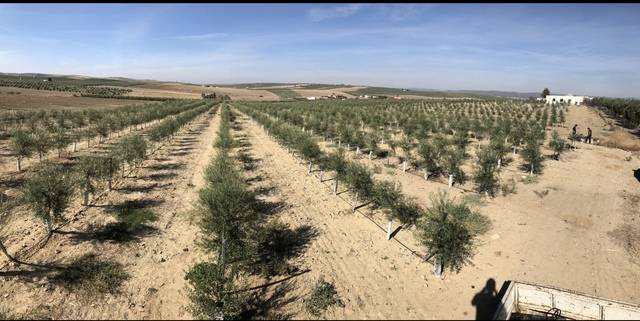 imagen 1 de Venta de olivar superintensivo en El Carpio (Córdoba)