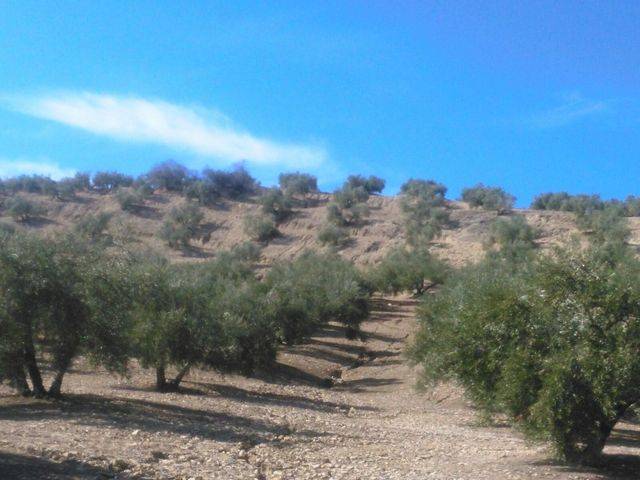 imagen 1 de Venta de finca olivar en Cañete de las Torres (Córdoba)