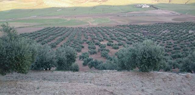 imagen 2 de Venta de finca olivar en Cañete de las Torres (Córdoba)