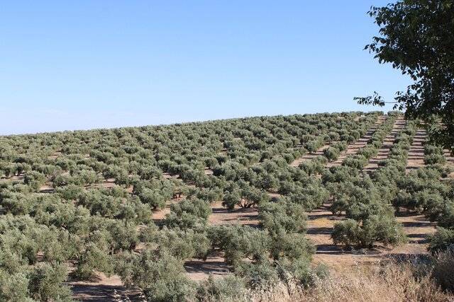 imagen 1 de Venta de magnífico olivar en Montilla (Córdoba)