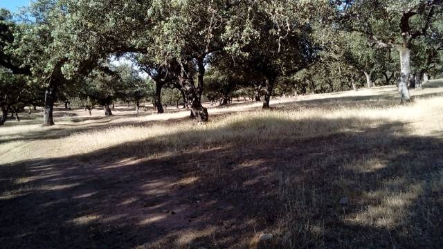 imagen 1 de Venta de encinar en Fuente Obejuna (Córdoba)