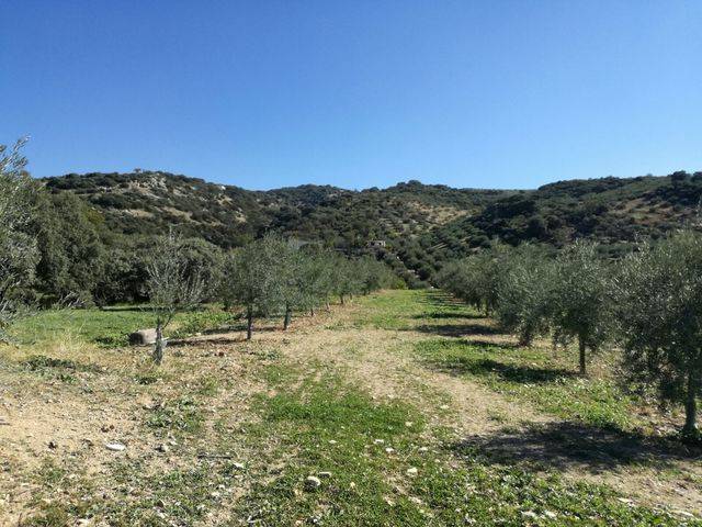 imagen 1 de Venta de finca en Cabra (Córdoba)