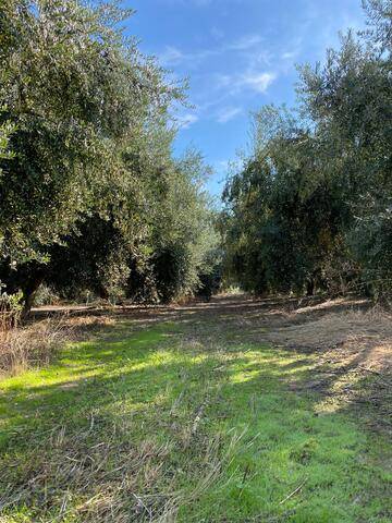 imagen 2 de Venta de finca olivar en Palma del Río (Córdoba)