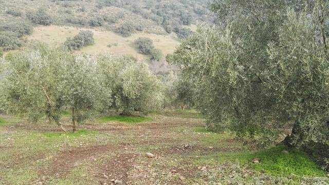 imagen 1 de Venta de olivar en Adamuz (Córdoba)