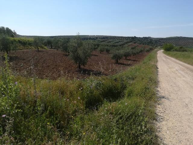 imagen 1 de Venta de olivar en Montilla (Córdoba)
