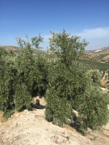 imagen 1 de Venta de magnífico olivar en Priego de Córdoba (Córdoba)